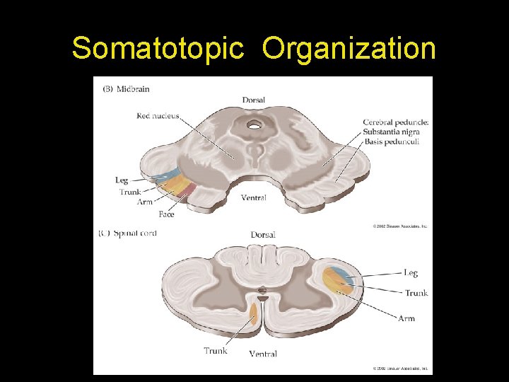 Somatotopic Organization Somatotopic Organization