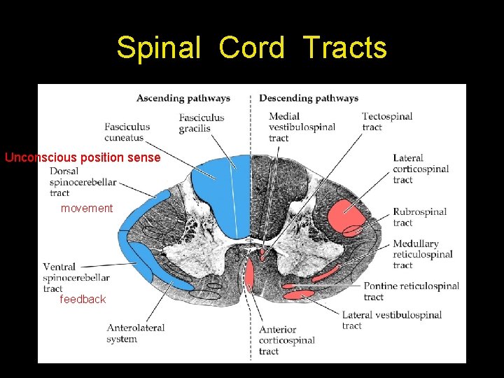 Spinal Cord Tracts Unconscious position sense movement feedback 