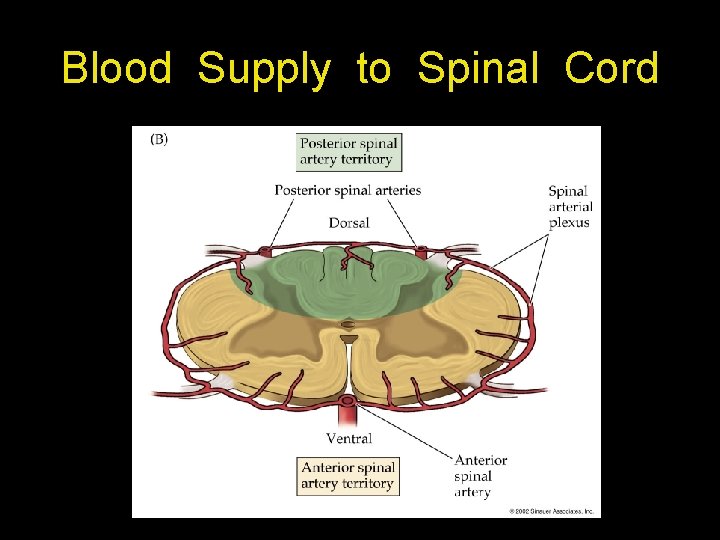 Blood Supply to Spinal Cord 