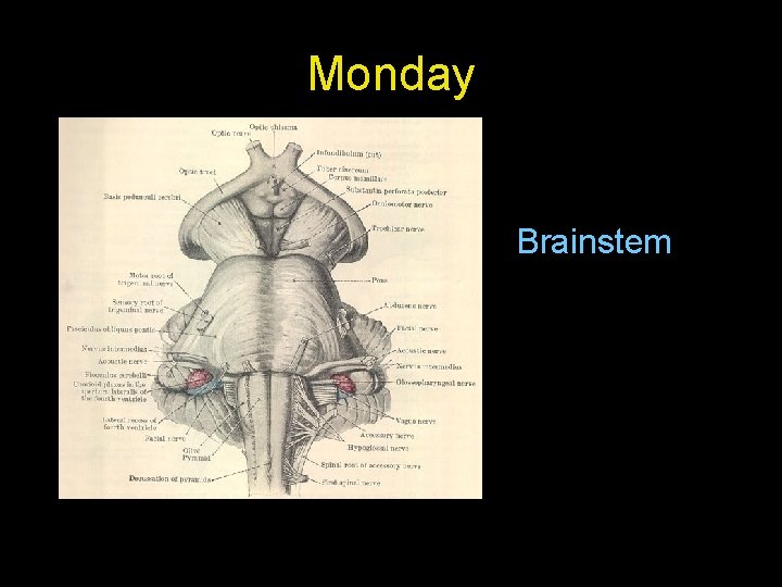 Monday Brainstem 