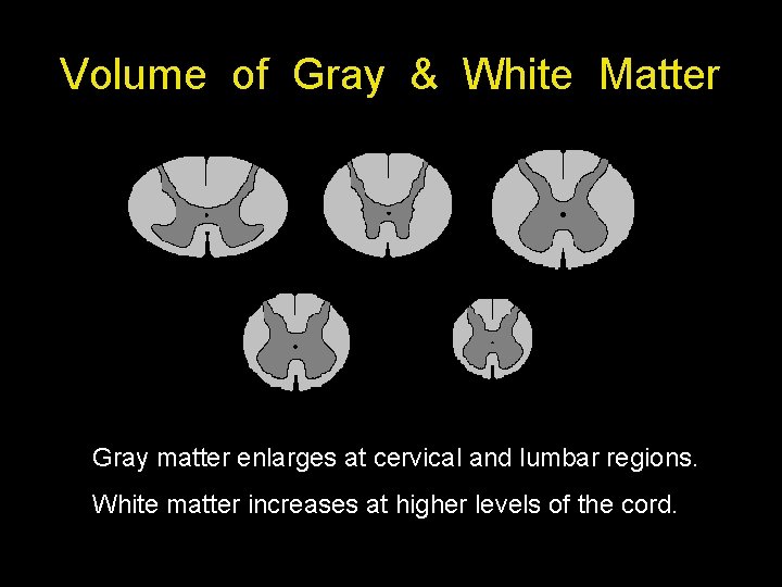 Volume of Gray & White Matter Gray matter enlarges at cervical and lumbar regions.