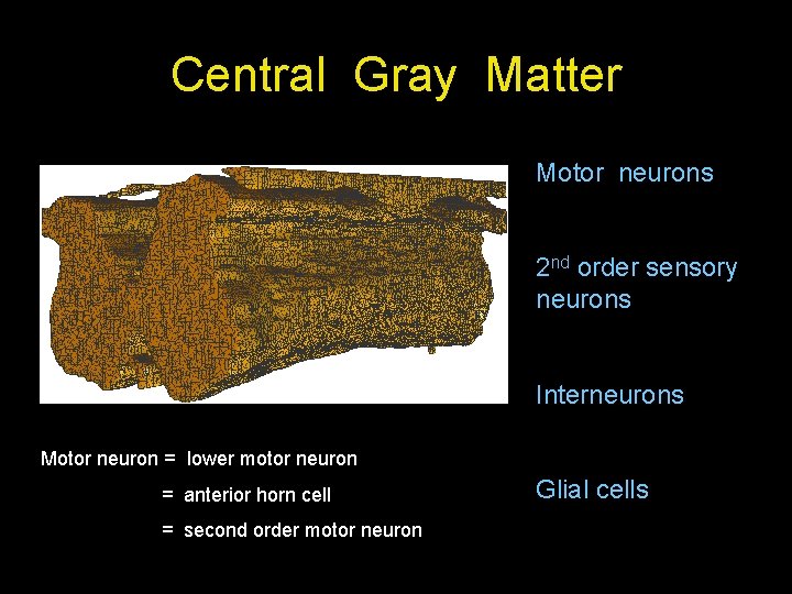Central Gray Matter Motor neurons 2 nd order sensory neurons Interneurons Motor neuron =