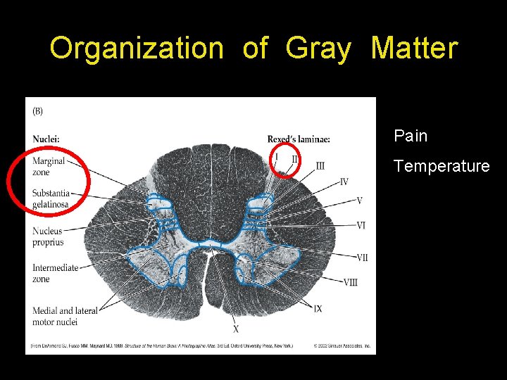 Organization of Gray Matter Pain Temperature 