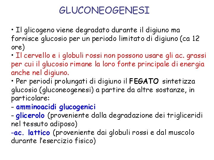 GLUCONEOGENESI • Il glicogeno viene degradato durante il digiuno ma fornisce glucosio per un