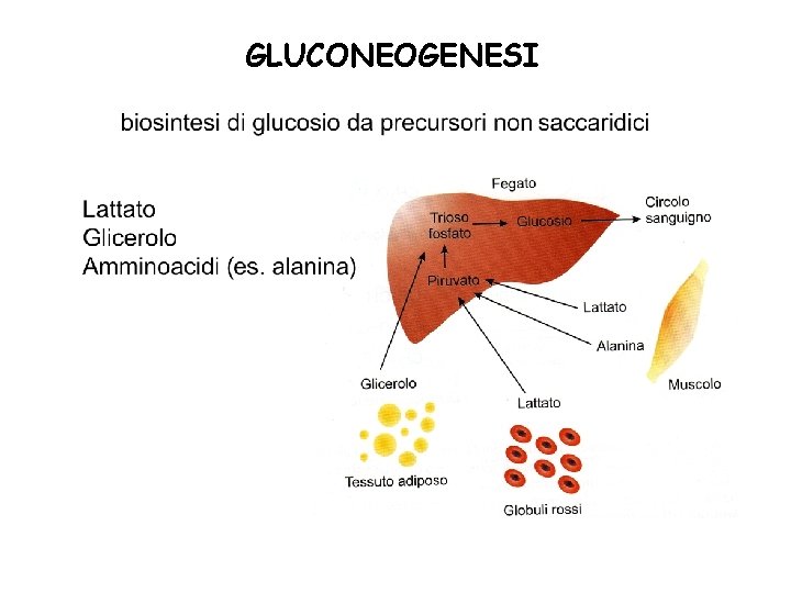 GLUCONEOGENESI 