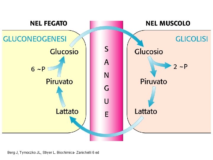 Berg J, Tymoczko JL, Stryer L. Biochimica- Zanichelli 6 ed 