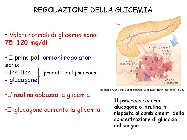 REGOLAZIONE DELLA GLICEMIA • Valori normali di glicemia sono: 75 -120 mg/dl • I
