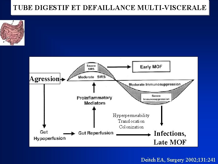 TUBE DIGESTIF ET DEFAILLANCE MULTI-VISCERALE Agression Hyperpermeability Translocation Colonization Infections, Late MOF Deitch EA,