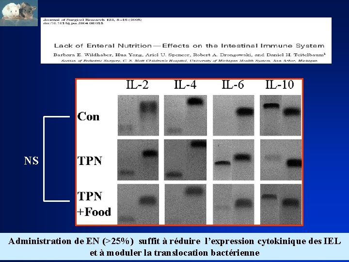 NS Administration de EN (>25%) suffit à réduire l’expression cytokinique des IEL et à