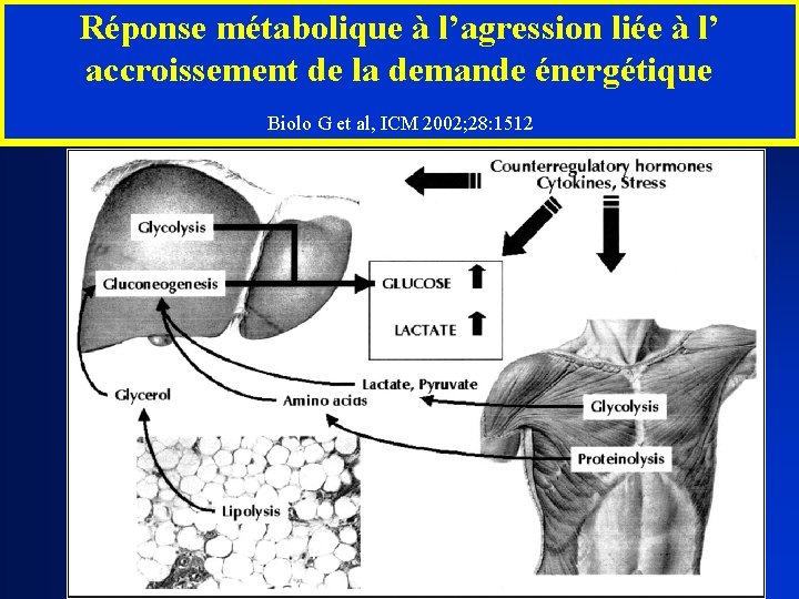 Réponse métabolique à l’agression liée à l’ accroissement de la demande énergétique Biolo G