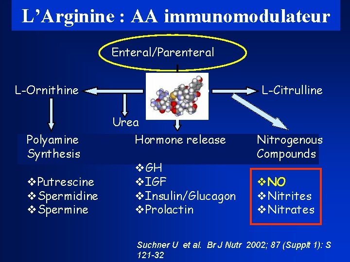 L’Arginine : AA immunomodulateur Enteral/Parenteral L-Ornithine L-arginine L-Citrulline Hormone release Nitrogenous Compounds Urea Polyamine