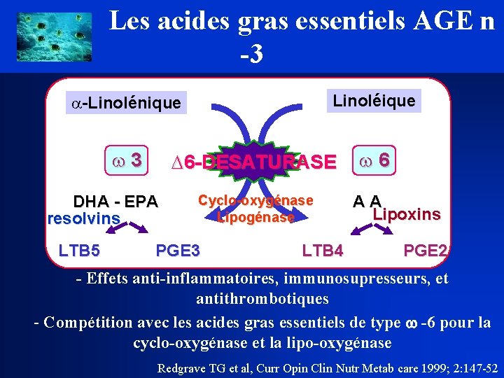 Les acides gras essentiels AGE n -3 a-Linolénique Linoléique w 3 w 6 D