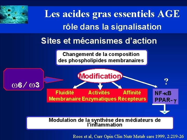 Les acides gras essentiels AGE rôle dans la signalisation Sites et mécanismes d’action Changement
