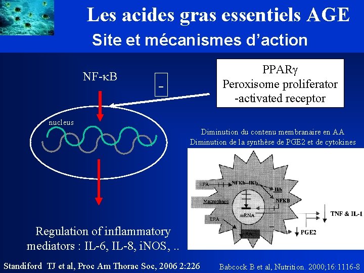 Les acides gras essentiels AGE Site et mécanismes d’action NF- B PPAR Peroxisome proliferator