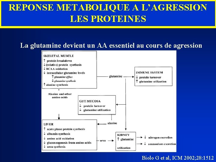 REPONSE METABOLIQUE A L’AGRESSION LES PROTEINES La glutamine devient un AA essentiel au cours