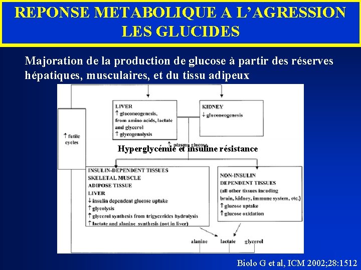 REPONSE METABOLIQUE A L’AGRESSION LES GLUCIDES Majoration de la production de glucose à partir