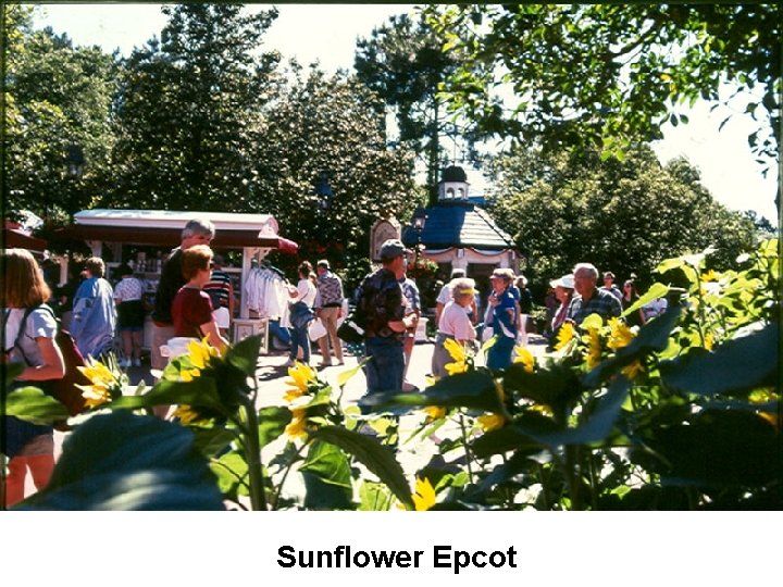 Sunflower Epcot 