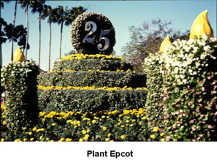 Plant Epcot 