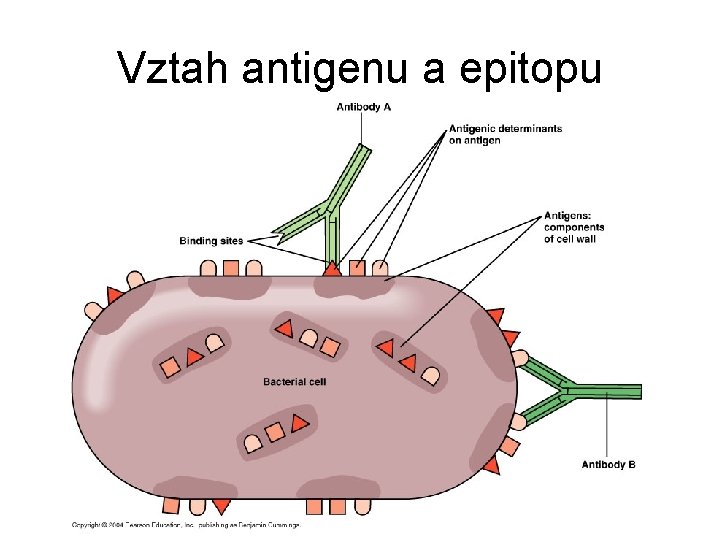 Vztah antigenu a epitopu 