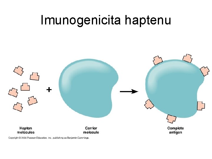 Imunogenicita haptenu 
