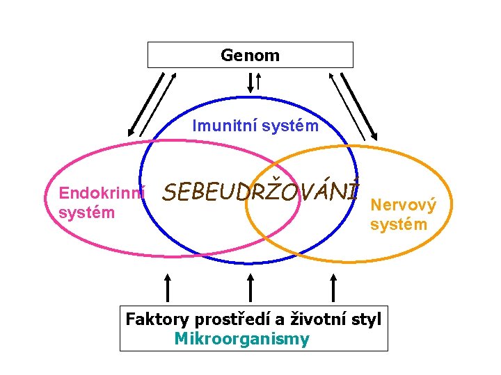 Genom Imunitní systém Endokrinní systém SEBEUDRŽOVÁNÍ Nervový systém Faktory prostředí a životní styl Mikroorganismy