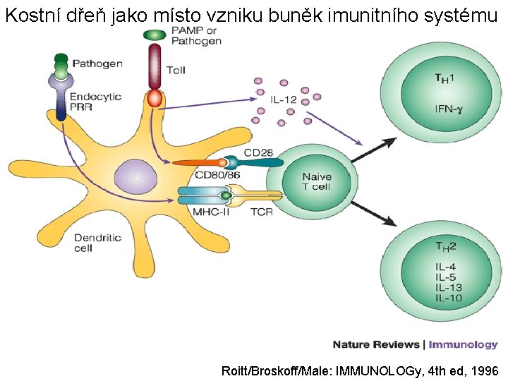 Kostní dřeň jako místo vzniku buněk imunitního systému Roitt/Broskoff/Male: IMMUNOLOGy, 4 th ed, 1996