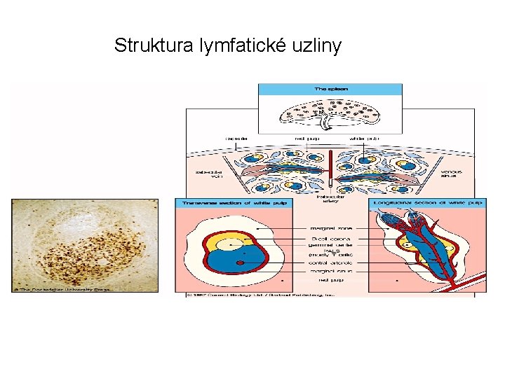 Struktura lymfatické uzliny 