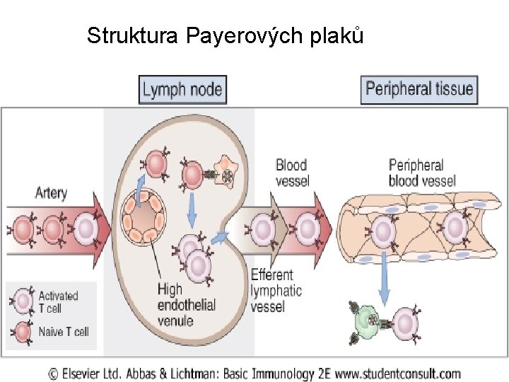 Struktura Payerových plaků 