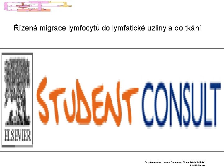 Řízená migrace lymfocytů do lymfatické uzliny a do tkání Downloaded from: Student. Consult (on