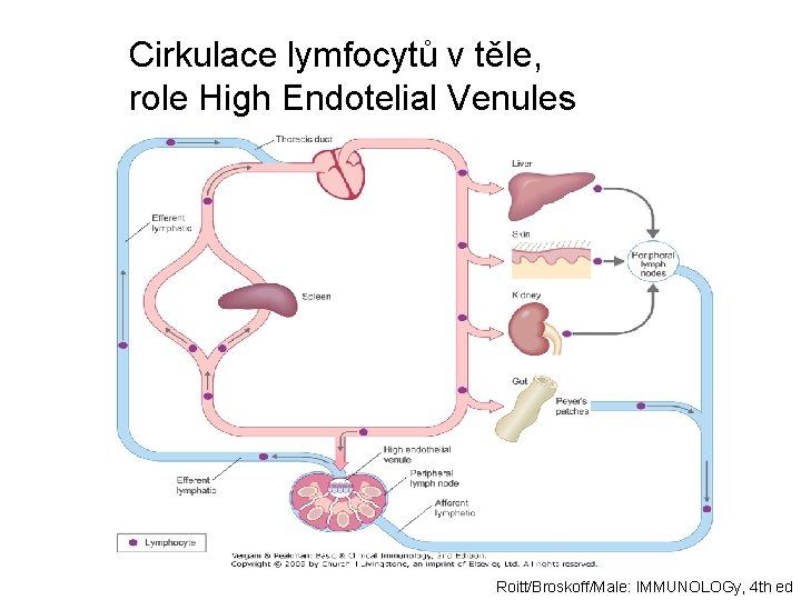 Cirkulace lymfocytů v těle, role High Endotelial Venules Roitt/Broskoff/Male: IMMUNOLOGy, 4 th ed 