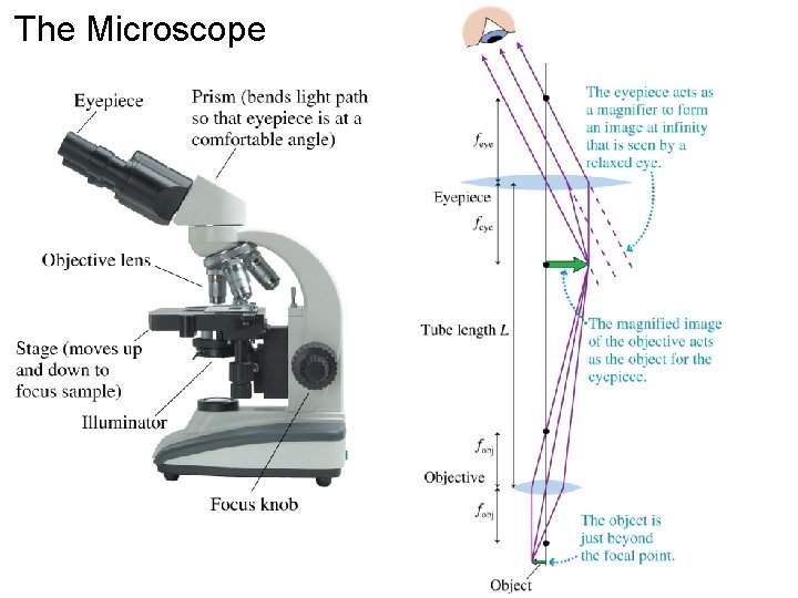 The Microscope 