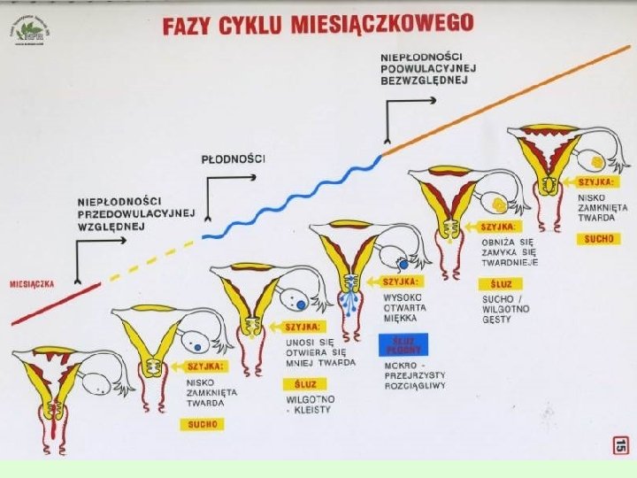 Fazy cyklu 