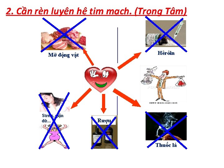 2. Cần rèn luyện hệ tim mạch. (Trọng Tâm) Hêrôin Mỡ động vật Stress,