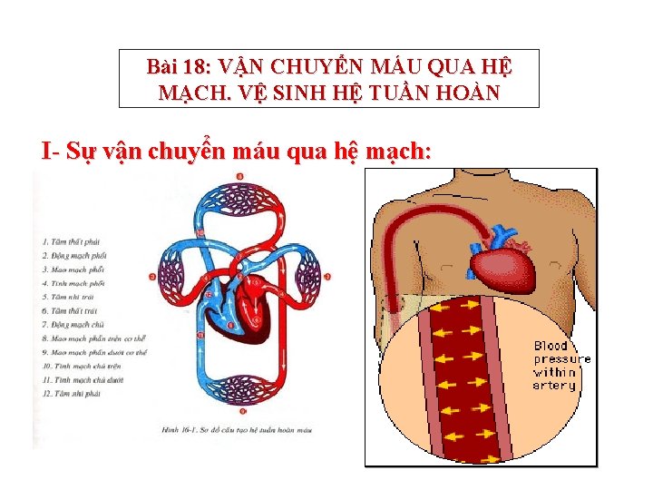 Bài 18: VẬN CHUYỂN MÁU QUA HỆ MẠCH. VỆ SINH HỆ TUẦN HOÀN I-