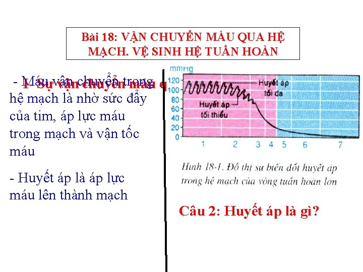 Bài 18: VẬN CHUYỂN MÁU QUA HỆ MẠCH. VỆ SINH HỆ TUẦN HOÀN -