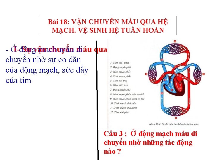 Bài 18: VẬN CHUYỂN MÁU QUA HỆ MẠCH. VỆ SINH HỆ TUẦN HOÀN Sự