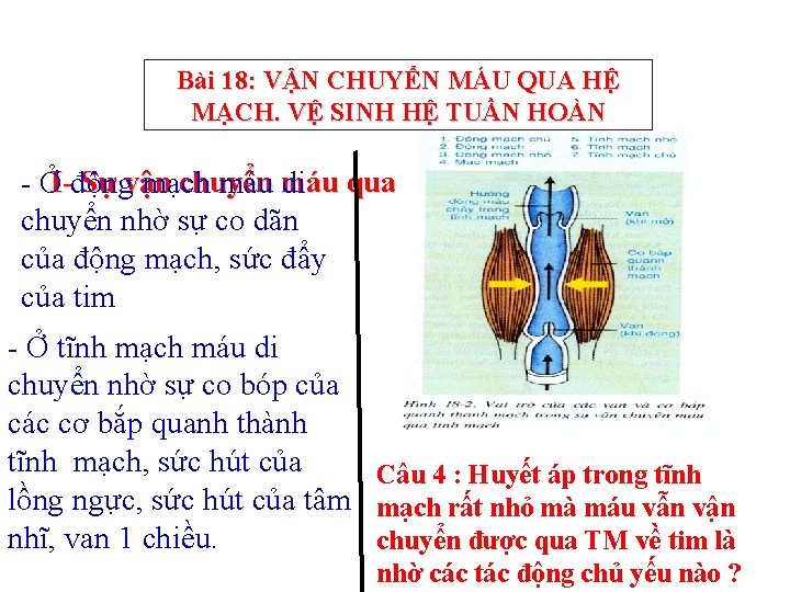 Bài 18: VẬN CHUYỂN MÁU QUA HỆ MẠCH. VỆ SINH HỆ TUẦN HOÀN Sự