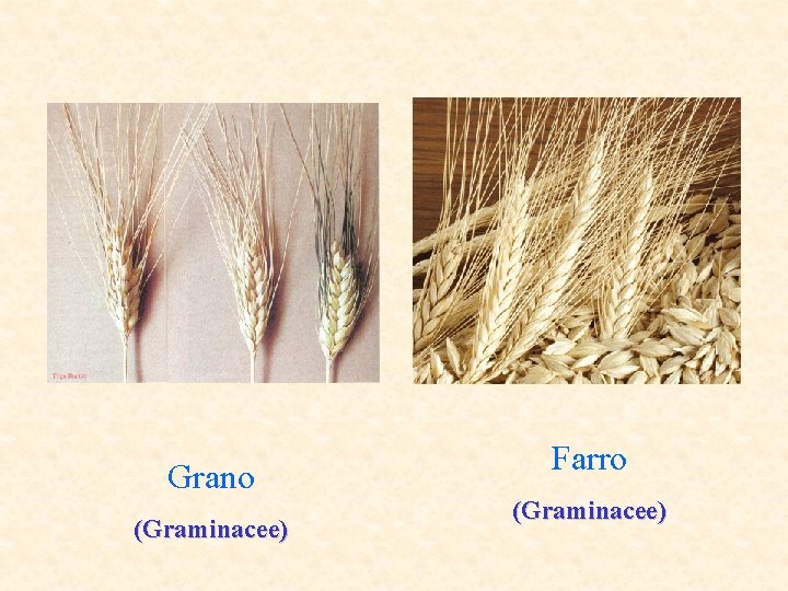 Grano (Graminacee) Farro (Graminacee) 