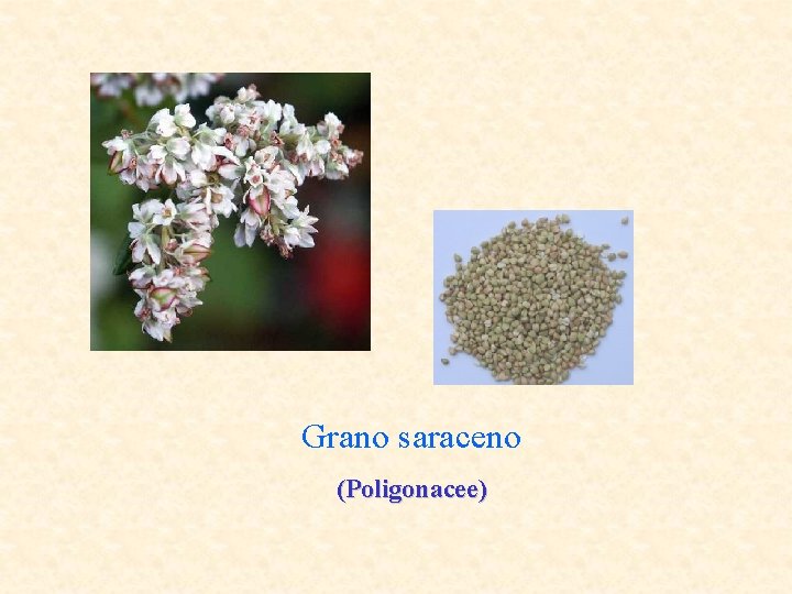 Grano saraceno (Poligonacee) 