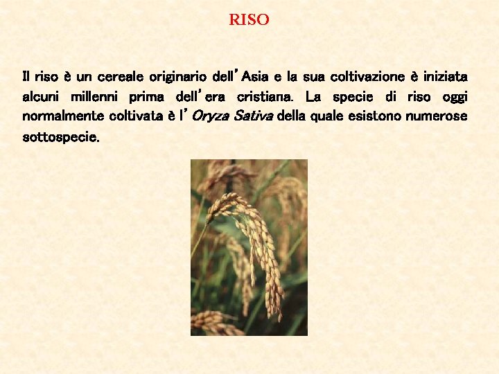 RISO Il riso è un cereale originario dell’Asia e la sua coltivazione è iniziata