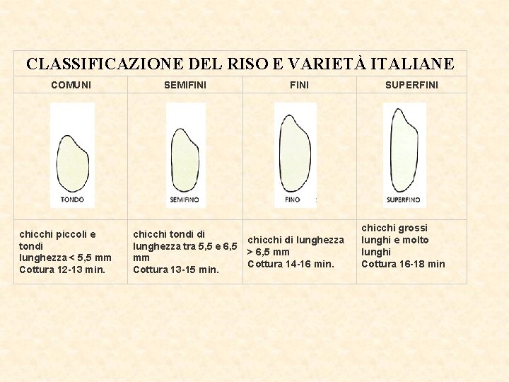 CLASSIFICAZIONE DEL RISO E VARIETÀ ITALIANE COMUNI chicchi piccoli e tondi lunghezza < 5,