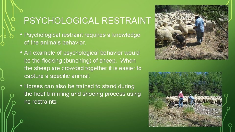 PSYCHOLOGICAL RESTRAINT • Psychological restraint requires a knowledge of the animals behavior. • An