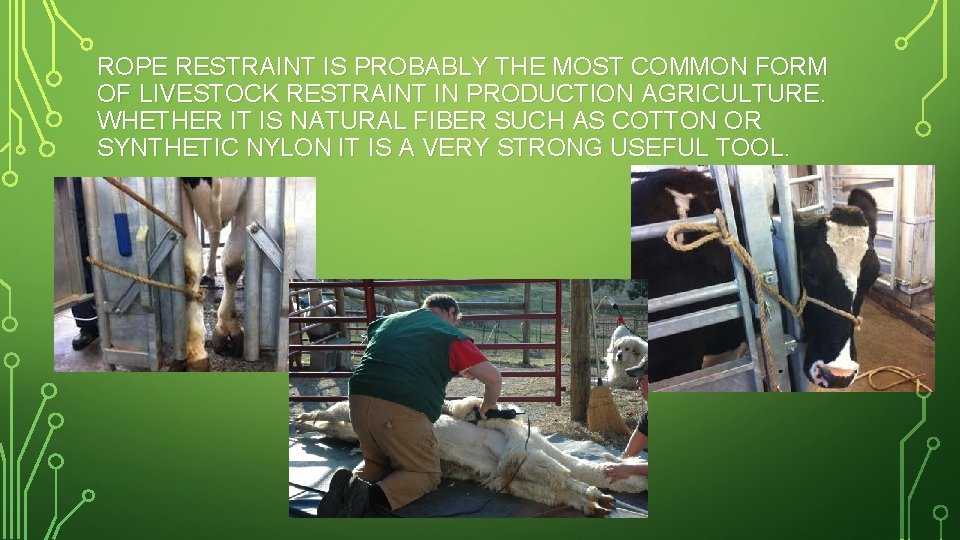 ROPE RESTRAINT IS PROBABLY THE MOST COMMON FORM OF LIVESTOCK RESTRAINT IN PRODUCTION AGRICULTURE.