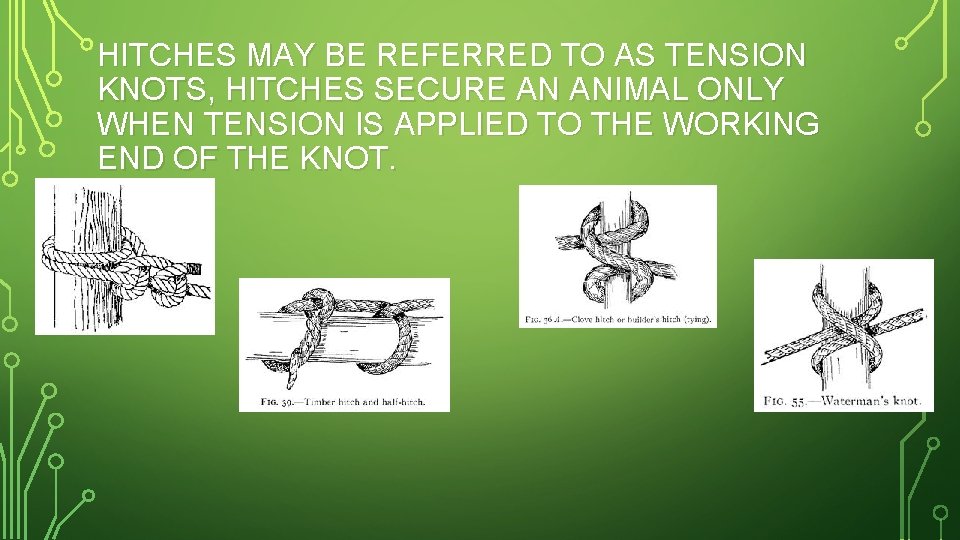 HITCHES MAY BE REFERRED TO AS TENSION KNOTS, HITCHES SECURE AN ANIMAL ONLY WHEN