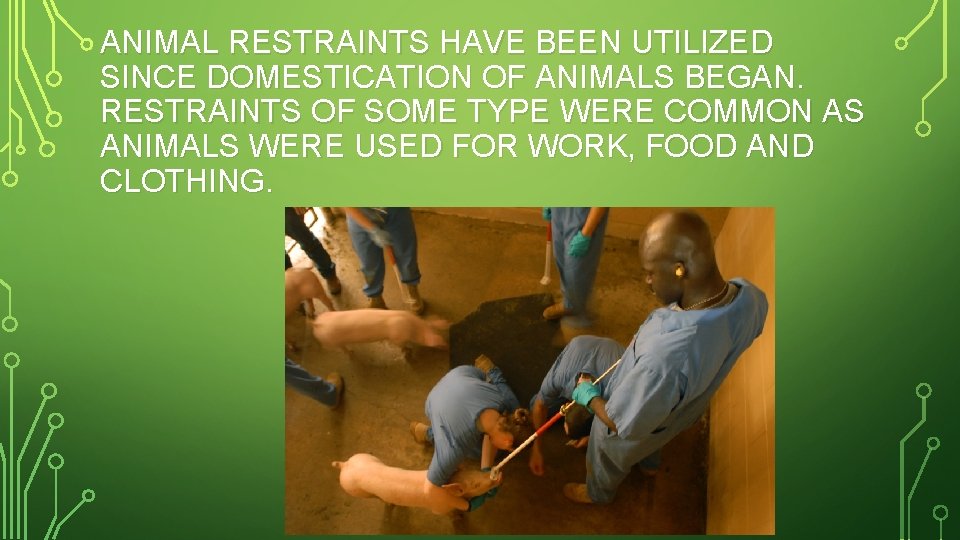 ANIMAL RESTRAINTS HAVE BEEN UTILIZED SINCE DOMESTICATION OF ANIMALS BEGAN. RESTRAINTS OF SOME TYPE