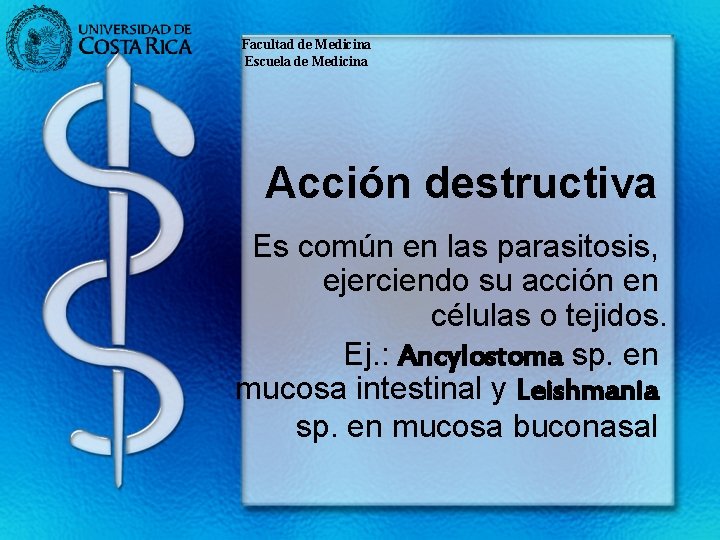 Facultad de Medicina Escuela de Medicina Acción destructiva Es común en las parasitosis, ejerciendo