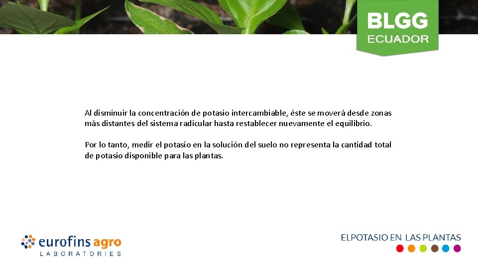  Al disminuir la concentración de potasio intercambiable, éste se moverá desde zonas más