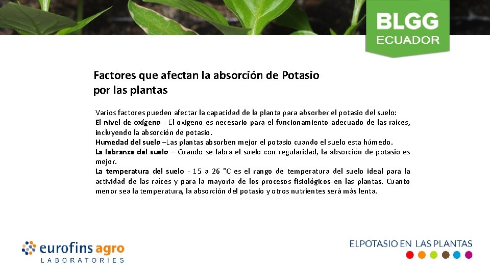  Factores que afectan la absorción de Potasio por las plantas Varios factores pueden