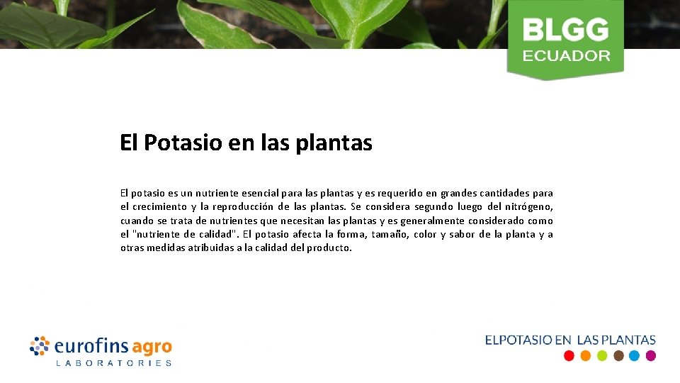 El Potasio en las plantas El potasio es un nutriente esencial para las plantas