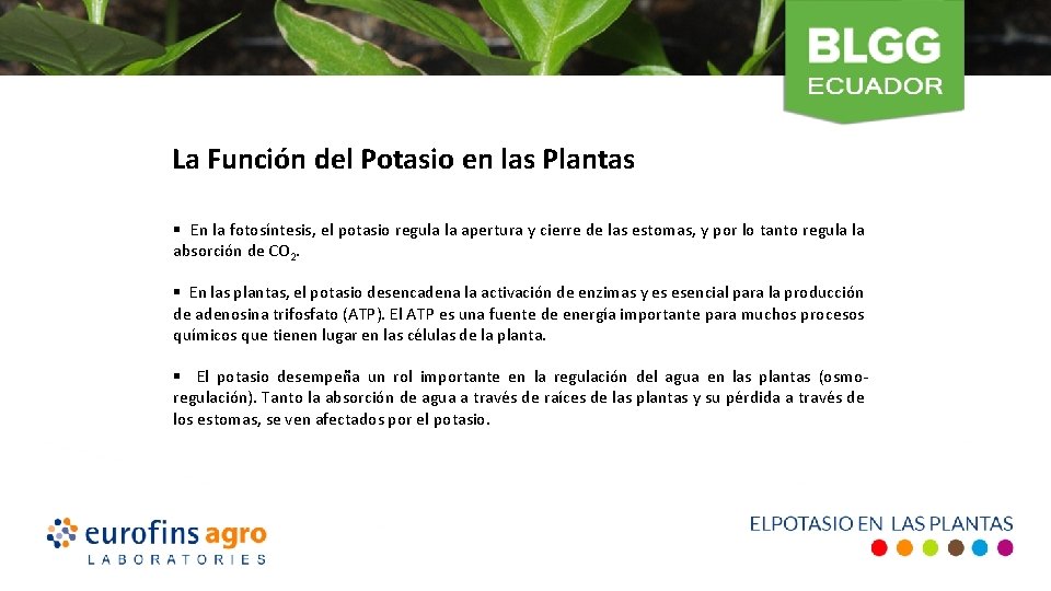 La Función del Potasio en las Plantas § En la fotosíntesis, el potasio regula